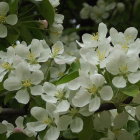 Detailed Illustration of White Blossoms and Green Leaves on Dark Background