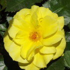 Detailed yellow rose with dewdrops and dark green leaves in soft-focus style