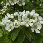 White Flowering Branch with Vibrant Green Leaves and Yellow Stamens