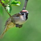 Colorful bird with blue head and brown wings on branch against green background