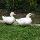 Two ducks by a pond with one wearing a green hat, surrounded by greenery and a rock