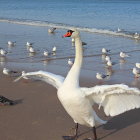 White Bird with Long Neck Hovering Over Ocean Waves in Golden Light