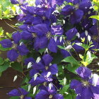 Purple and White Flowers Blooming Under Full Moon Glow