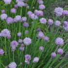 Colorful Wildflower Field with Purple, Blue, White, and Orange Blossoms