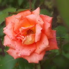 Detailed Pink Rose in Full Bloom with Green Leaves on Muted Background