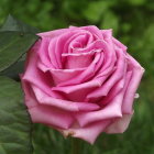 Pink rose with multiple layers of delicate petals in full bloom against green foliage.