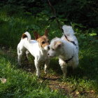 Five puppies playing on wooden plank in lush field with colorful flowers