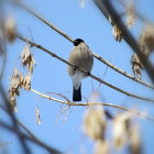 Colorful bird on blooming branch against blue sky