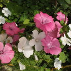 Pink and White Flowers with Soft Glow Amid Green Foliage