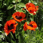 Beautiful Orange Poppies with Water Droplets on Green Background
