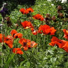 Colorful poppies in a blooming field with bokeh effect and varied flowers.