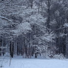 Snow-covered forest under moonlight: Tranquil winter scene