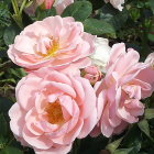 Delicate pink and yellow roses on dark background