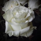 White roses with delicate petals on dark background - intricate details and soft texture.