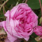 Detailed Pink Rose with Bumblebees in Vibrant Image