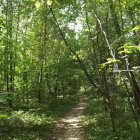 Vibrant forest path with red poppies and wildflowers