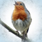 Colorful Bird with Blue Head and Orange Breast Perched on Branch