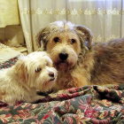 Four dogs with Christmas decorations and Santa Claus in the background