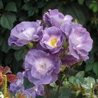 Colorful digital artwork of purple roses with gold and blue patterns on a dark floral backdrop