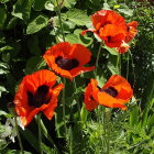 Colorful floral painting with poppies, cornflowers, foliage, and buds on a light bokeh