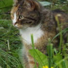 Vibrant cat surrounded by flowers and jewels