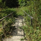 Tranquil garden with wooden walkway and colorful flowers