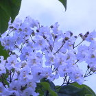 Assortment of Blue Flowers with Green Foliage on Pale Blue Background