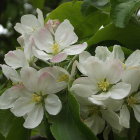 Close-up of delicate white flowers with yellow stamens and green leaves on blurred background