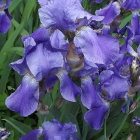 Blue and White Iris Flowers with Lush Green Leaves