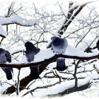 Vibrant birds on leafy branches in light setting