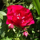 Pink rose in full bloom with buds on textured green background