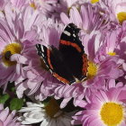 Colorful butterfly on purple and pink flowers with yellow centers