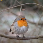 Colorful birds on snowy branch with raindrops and green leaves