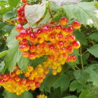 Colorful branch with red and orange berries in lush forest setting