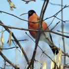 Colorful bird on branch with yellow leaves in blue and snowflake backdrop