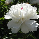 Close-up of Vibrant White Peony with Pink and Yellow Center