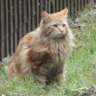 Fluffy orange and white kitten with blue eyes in nature setting