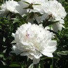 White Peonies Surrounded by Pink and Yellow Flowers