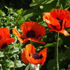 Bright red poppies with dark centers on bokeh-lit dark background.