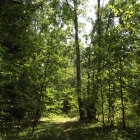 Tranquil Forest Stream with Autumn Foliage