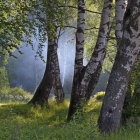 Lush Forest Path with Birch Trees and Sunlight Glow