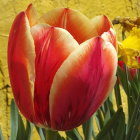 Striped red and yellow tulip in soft sunlight among yellow flowers