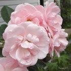 Detailed Close-Up of Vibrant Pink Roses