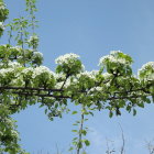 Lush green leaves and white blossoms on branch against blue sky