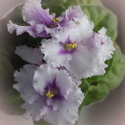 Delicate Purple and White Flowers in Watercolor