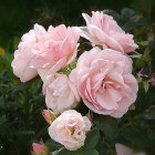 Pink Roses Painting with Lush Green Leaves on Dark Background