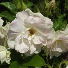 Delicate white flowers with pink and yellow centers in lush bouquet