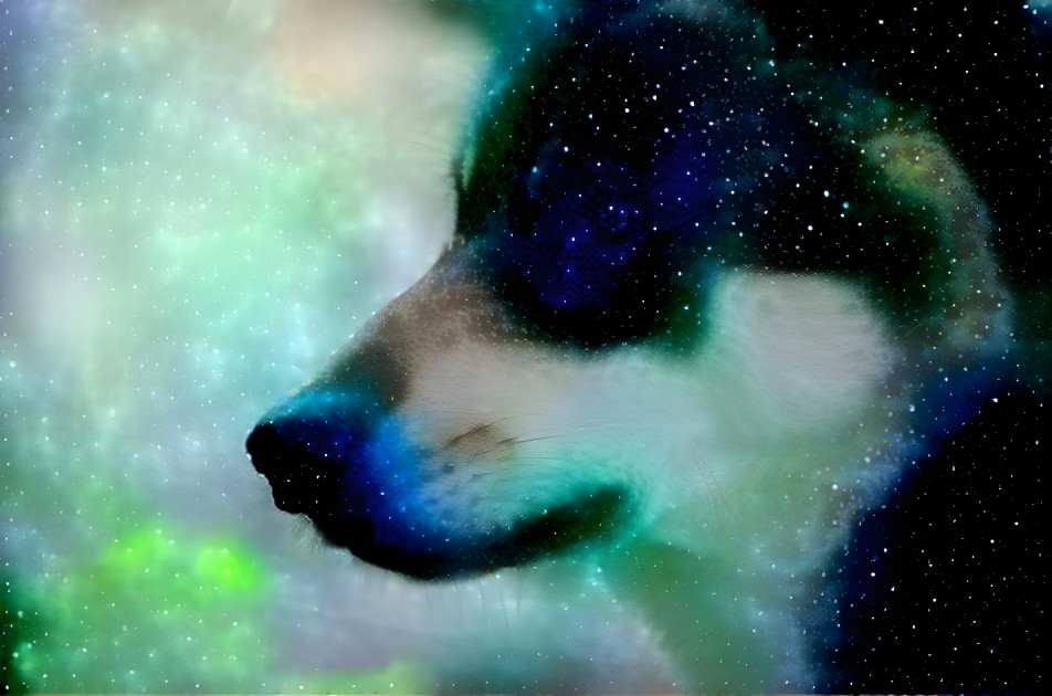 Starry Wolf