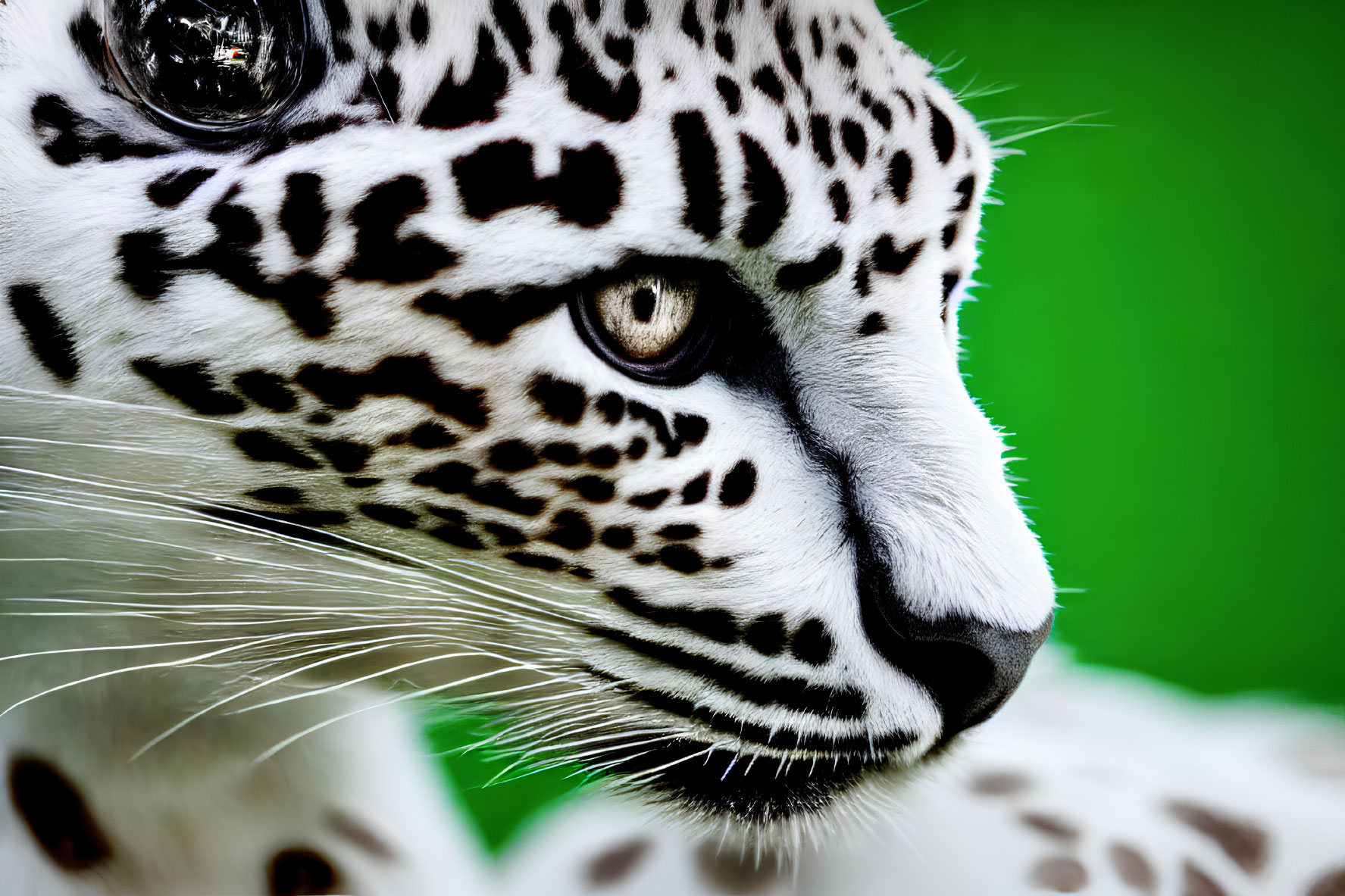 Detailed Close-Up of Jaguar's Face with Sharp Eye and Patterned Fur