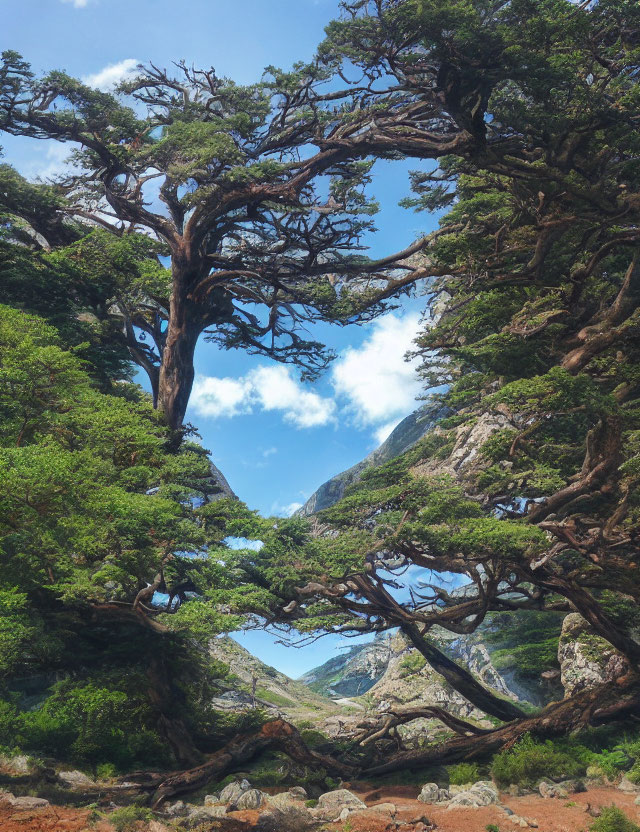 Ancient twisted trees against mountainous landscape